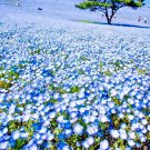 Best-Selling 1000+ BABY BLUE EYES SEEDS FLOWER GROUNDCOVER DROUGHT TOLERANT WILDFLOWER SPRING