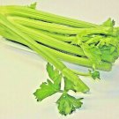 Best-Selling 1000+ TALL CELERY SEEDS SPRING GARDEN VEGETABLE HARDY TASTY HEIRLOOM NON-GMO US