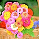Premium 250+ ZINNIA HUMMINGBIRD LILLIPUT SEEDS SPRING MIX FLOWERS HUGE BEES BUTTERFLIES