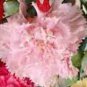 Top-Quality 300+ CARNATION SPRING MIX SEEDS RARE DIANTHUS CHABAUD FLOWERS DOUBLE BLOOMS USA