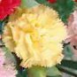 Top-Quality 300+ CARNATION SPRING MIX SEEDS RARE DIANTHUS CHABAUD FLOWERS DOUBLE BLOOMS USA
