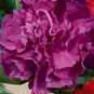 Top-Quality 300+ CARNATION SPRING MIX SEEDS RARE DIANTHUS CHABAUD FLOWERS DOUBLE BLOOMS USA