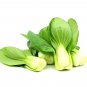 Best-Selling 1200+ PAK CHOI SEEDS CHINESE WHITE CABBAGE BOK CHOY ASIAN VEGETABLE GARDEN USA