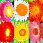 Limited Edition STRAWFLOWER 50 SEEDS SPRING MIX DAISY PERENNIAL RARE DROUGHT HEAT TOLERANT USA