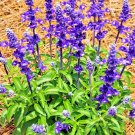 Limited Edition 100+ SAGE SEEDS MOSQUITO REPELLENT HERB SPRING PERENNIAL HEIRLOOM DEER RESISTANT