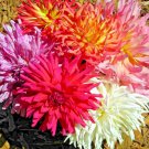 Best-Selling 200+ ZINNIA SEEDS CACTUS FLOWER SPRING MIX HEAT DROUGHT TOLERANT BLOOMS BEES USA