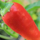 Top-Quality 20+ CAYENNE RED PEPPER SEEDS GIANTS NON-GMO HEIRLOOM VEGETABLE GARDEN SPICE USA