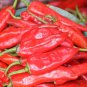 Top-Quality 20+ CAYENNE RED PEPPER SEEDS GIANTS NON-GMO HEIRLOOM VEGETABLE GARDEN SPICE USA