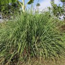 Premium LEMONGRASS 200+ SEEDS MOSQUITO REPELLENT HEIRLOOM LEMON GRASS NON-GMO HERB USA