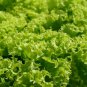 Top-Quality 1500+ LETTUCE BLACK SIMPSON SEEDS SPRING SALADS HEIRLOOM NON-GMO MICROGREENS USA