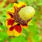Premium 200+ MEXICAN HAT SEEDS SPRING PERENNIAL RARE DROUGHT TOLERANT DEER REPELLENT USA