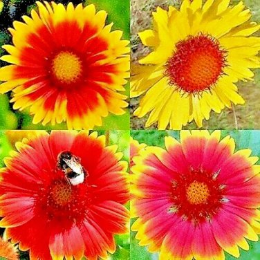 Top-Quality ?? 600+ BLANKET FLOWERS HUMMINGBIRD MIX SEEDS | PERENNIAL SUNFLOWER | SPRING USA