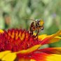 Top-Quality ?? 600+ BLANKET FLOWERS HUMMINGBIRD MIX SEEDS | PERENNIAL SUNFLOWER | SPRING USA