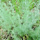 Premium 2000+ WORMWOOD SEEDS PEST MOSQUITO DEER REPELLENT HERB MEDICINAL PERENNIAL USA