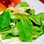 Exclusive 200 ARUGULA SEEDS SPRING GARDEN VEGETABLE SALADS HERB MICROGREENS NON-GMO USA