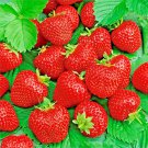 Top-Quality 200 ALI BABA STRAWBERRY SEEDS SPRING PERENNIAL HEIRLOOM NON-GMO FRUIT USA