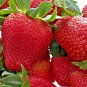 Top-Quality 200 ALI BABA STRAWBERRY SEEDS SPRING PERENNIAL HEIRLOOM NON-GMO FRUIT USA