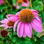 Best-Selling 500+ ECHINACEA PURPLE RED CONE SEEDS SPRING PERENNIAL WILDFLOWER BEES FLOWER USA