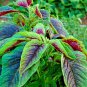 Top-Quality RED AMARANTH 100+ SEEDS STRIPE LEAF CHINESE SPINACH YIN CHO VEGETABLE GARDEN