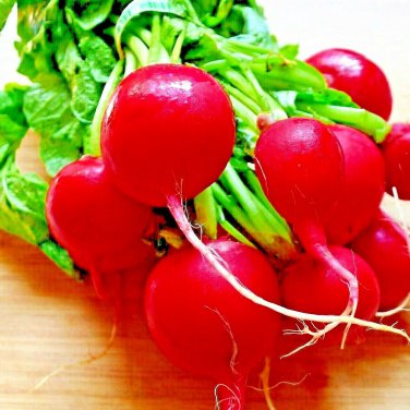 Top-Quality 300+ CHERRY RADISH SEEDS VEGETABLE SPRING GARDEN SALADS HEIRLOOM NON-GMO USA