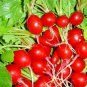 Top-Quality 300+ CHERRY RADISH SEEDS VEGETABLE SPRING GARDEN SALADS HEIRLOOM NON-GMO USA