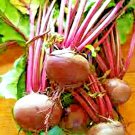 New Arrival 200+ DETROIT BEET SEEDS | HEIRLOOM | NON-GMO | SPRING GARDEN VEG | USA GROWN