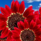 New Arrival 75+ RED SUN RARE SUNFLOWER SEEDS FLOWERS BEAUTIFUL TALL CUT NON-GMO HEIRLOOM USA