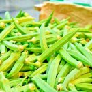 Exclusive 300 SEEDS OKRA CLEMSON GARDEN VEGETABLE HEIRLOOM ALL-AMERICAN WINNER NON-GMO USA