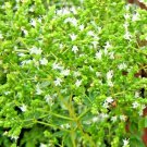 Best-Selling 2000+ OREGANO SEEDS HERB PERENNIAL GREENS GREEK FRESH MEDICINAL NON-GMO HEIRLOOM