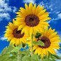 New Arrival 25+ STRIPED SUPER TALL SUNFLOWER GIANT RARE SEEDS MAMMOTH BUTTERFLIES BEES USA