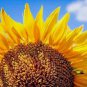 New Arrival 25+ STRIPED SUPER TALL SUNFLOWER GIANT RARE SEEDS MAMMOTH BUTTERFLIES BEES USA