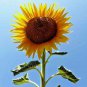 New Arrival 25+ STRIPED SUPER TALL SUNFLOWER GIANT RARE SEEDS MAMMOTH BUTTERFLIES BEES USA
