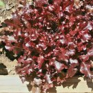 Best-Selling 1000+ RUBY LETTUCE SPRING MIX SALADS GARDEN VEGETABLE HARDY HEIRLOOM NON-GMO USA