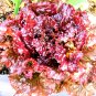Best-Selling 1000+ RUBY LETTUCE SPRING MIX SALADS GARDEN VEGETABLE HARDY HEIRLOOM NON-GMO USA