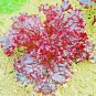 Best-Selling 1000+ RUBY LETTUCE SPRING MIX SALADS GARDEN VEGETABLE HARDY HEIRLOOM NON-GMO USA