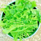 Exclusive 2500+ ARUGULA SEEDS SPRING VEGETABLE GARDEN SALAD GREENS HERB MICROGREEN NON-GMO