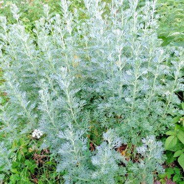 New Arrival 3000+ WORMWOOD ABSINTHE SEEDS SPRING PERENNIAL MOSQUITO PESTS DEER REPELLENT USA