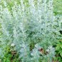 New Arrival 3000+ WORMWOOD ABSINTHE SEEDS SPRING PERENNIAL MOSQUITO PESTS DEER REPELLENT USA