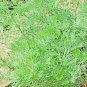 New Arrival 3000+ WORMWOOD ABSINTHE SEEDS SPRING PERENNIAL MOSQUITO PESTS DEER REPELLENT USA