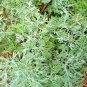 New Arrival 3000+ WORMWOOD ABSINTHE SEEDS SPRING PERENNIAL MOSQUITO PESTS DEER REPELLENT USA