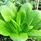 Premium 2000+ MUSTARD FLORIDA BROADLEAF SPRING SEEDS MICROGREENS HEIRLOOM GARDEN NON-GMO