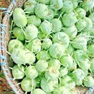 New Arrival 1000 GIANT KOHLRABI SEEDS SPRING MICROGREENS VEGETABLE NON-GMO SALADS HEIRLOOM