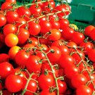 Top-Quality 250+ CHERRY TOMATOES SUPER SWEET LARGE SEEDS SWEET TASTY HEIRLOOM NON-GMO RARE