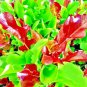 Best-Selling 1000+ SEEDS LETTUCE SPRING MESCLUN MIX GREENS VEGETABLE GARDEN HEIRLOOM NON-GMO