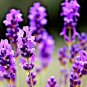 New Arrival 800+ LAVENDER VERA SEEDS PERENNIAL SPRING MOSQUITO PEST REPELLENT BEES HARDY USA