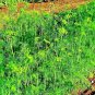 Limited Edition 350 SEEDS DILL SPRING DROUGHT TOLERANT HERB VEGETABLE GARDEN NON-GMO HEIRLOOM US
