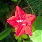 New Arrival CARDINAL CLIMBER 10 SEEDS HUMMINGBIRD VINE RARE BEES FLOWER BLOOMS TRELLIS USA