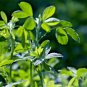 Top-Quality ALFALFA 150 SEEDS SPRING GARDEN MICROGREENS COVER CROP GREENS JUICING HEIRLOOM