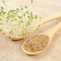 Top-Quality ALFALFA 150 SEEDS SPRING GARDEN MICROGREENS COVER CROP GREENS JUICING HEIRLOOM