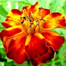 Top-Quality FRENCH MARIGOLD 30 SEEDS SPRING MIX FLOWER MOSQUITO INSECT REPELLENT BEES USA